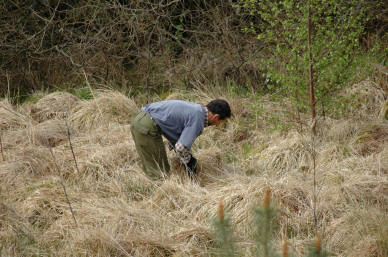 Collecting Purple Moor Grass